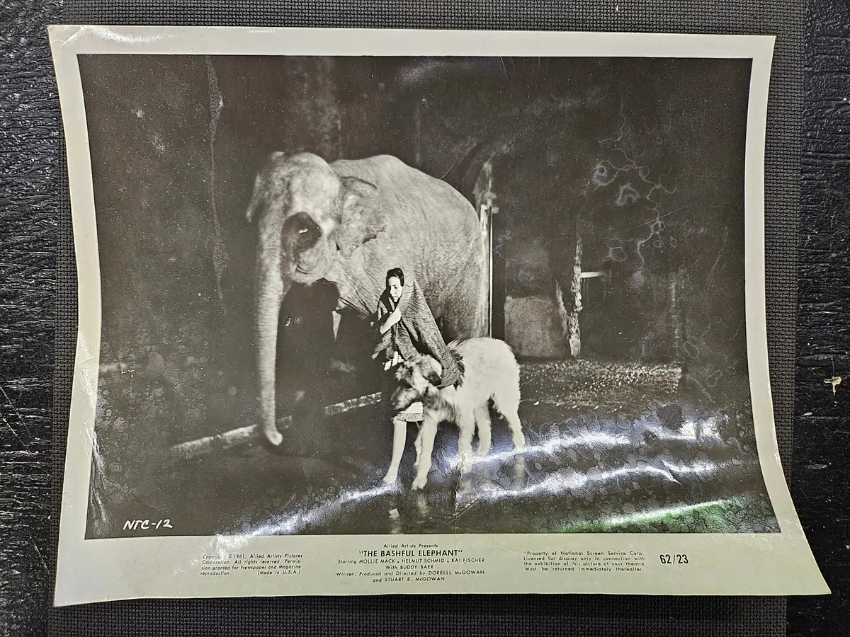 "The Bashful Elephant" Press Photo 1